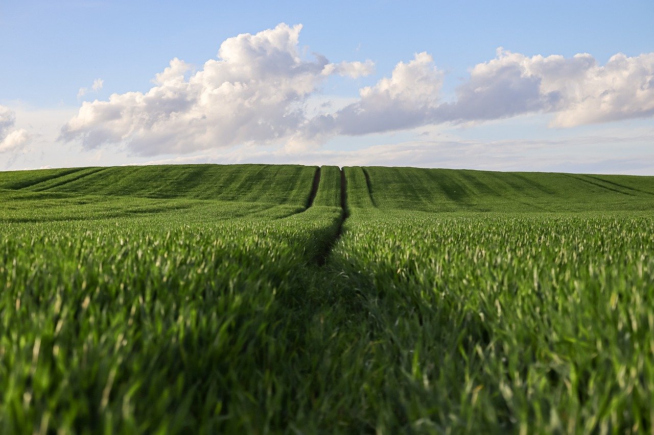 about-us-01 wheat, wheatfield, agriculture, nature, landscape, rural, agricultural, arable land, cereals, sunset