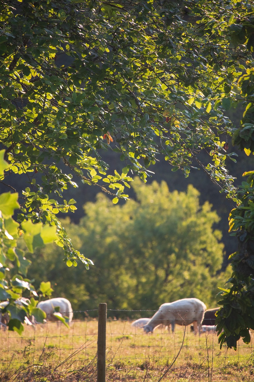 sheep, livestock, england, farming, agriculture, smallholding, fields, trees, animals, lamb, nature, sustainable